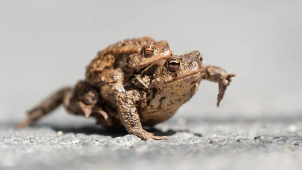 Animals without tails - Frogs and Toads