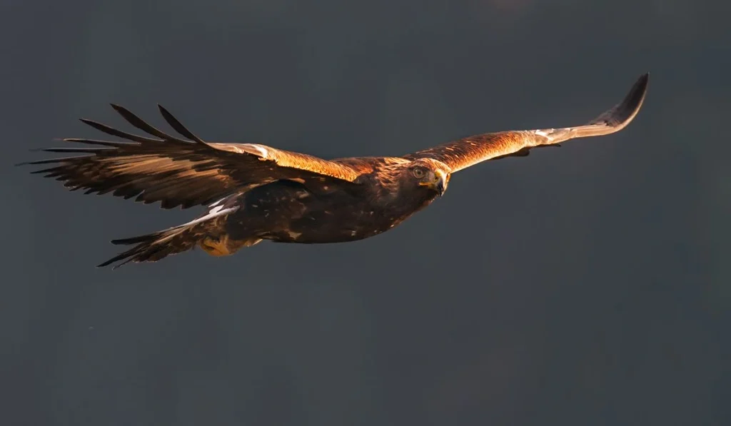 8. Golden Eagles