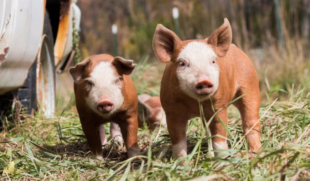 1. Pigs