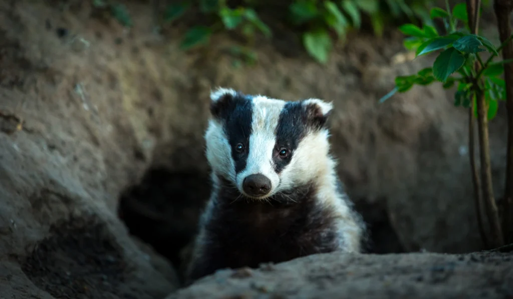 2. Badgers