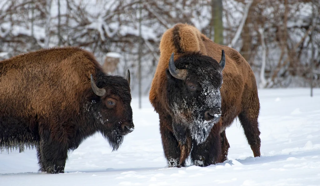 8. American Bison