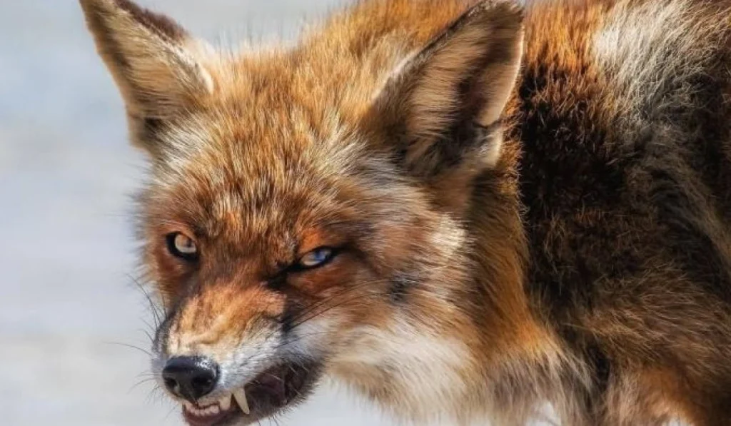 1. Red Foxes