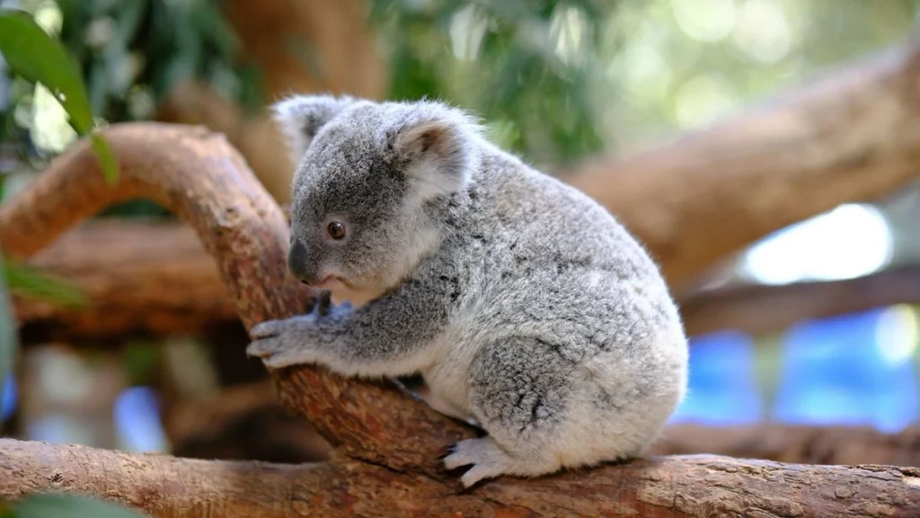 Animals without Tails - Koala