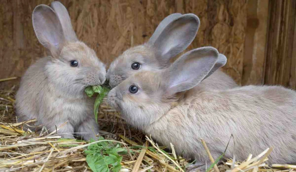 The Ecological Impact of Rabbit Predation