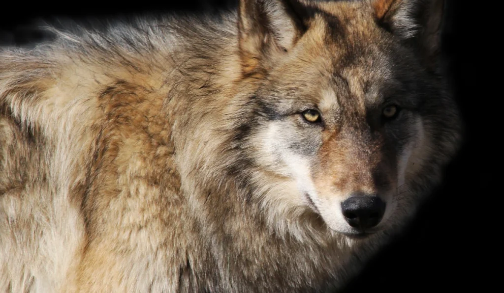 9. Wolves