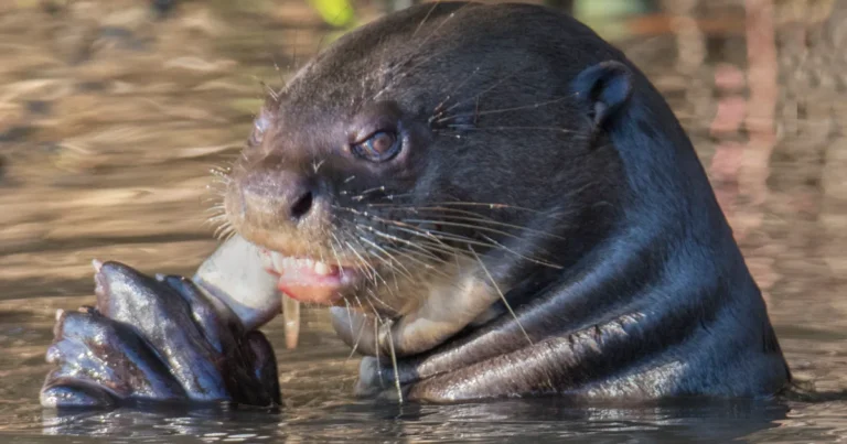 Animals That Look Like Otters