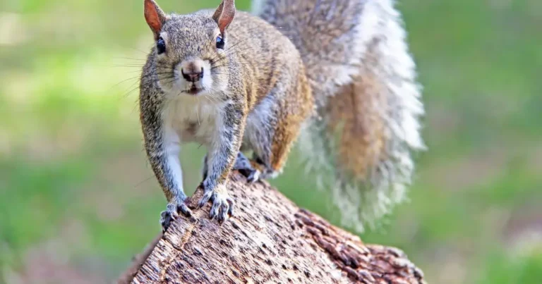 Animals That Look Like Squirrels