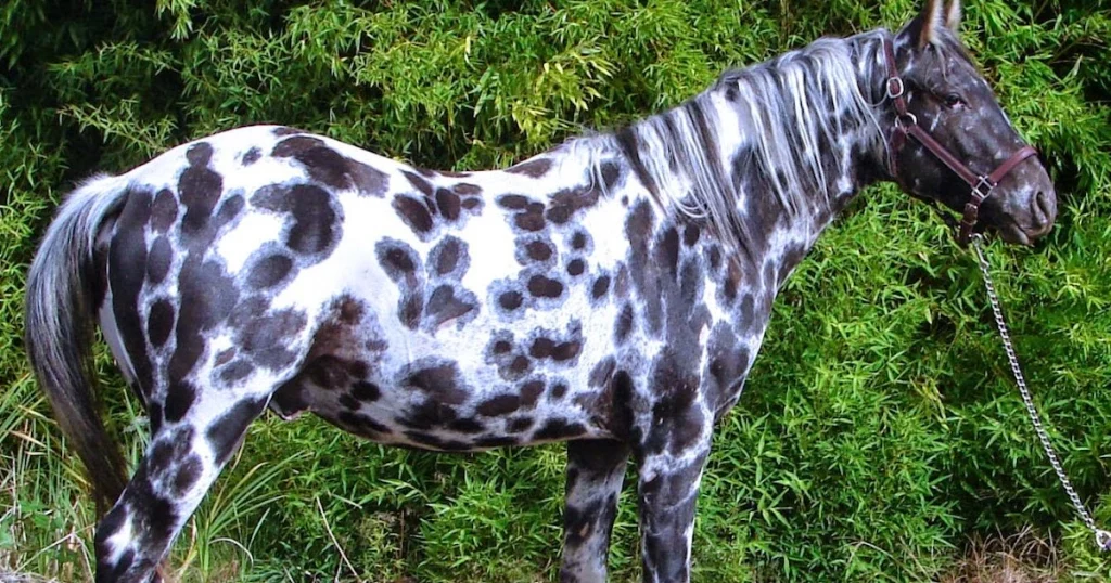 Animals that have spots - Appaloosa Horse