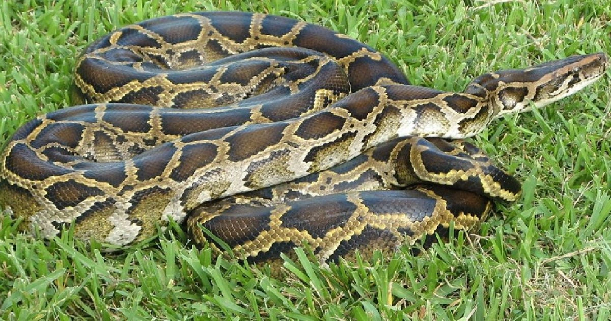 Animals that have spots - Burmese Python