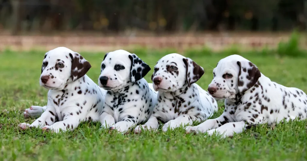 Animals that have spots - Dalmatian