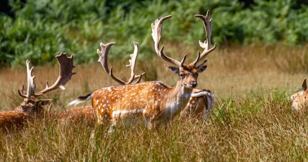 Animals that have spots - Fallow Deer