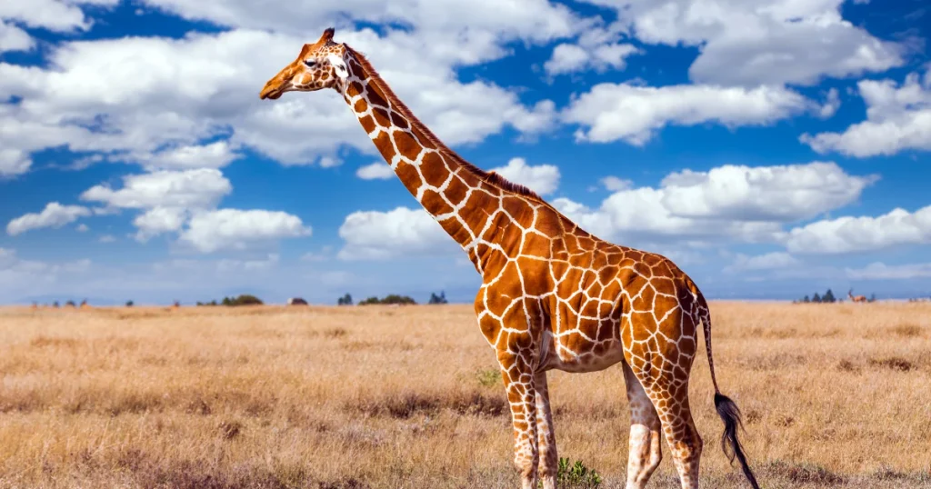 Animals that have spots - Giraffe