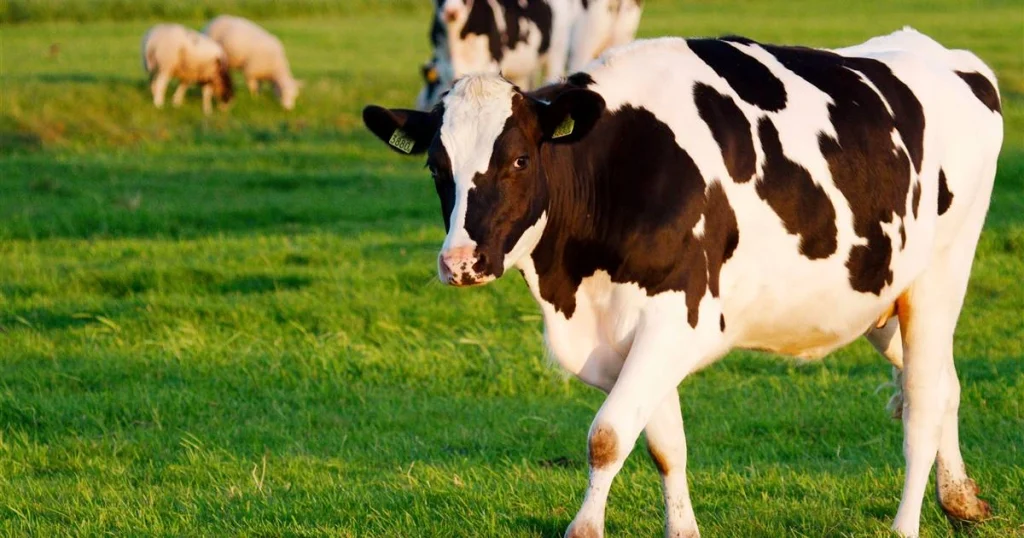 Animals that have spots - Holstein Friesian Cow