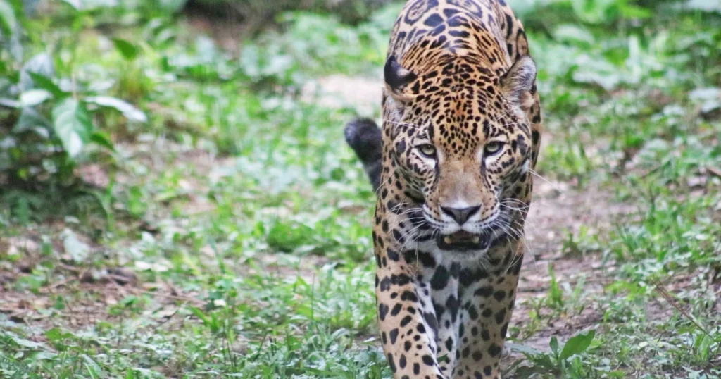 Animals that have spots- Jaguar