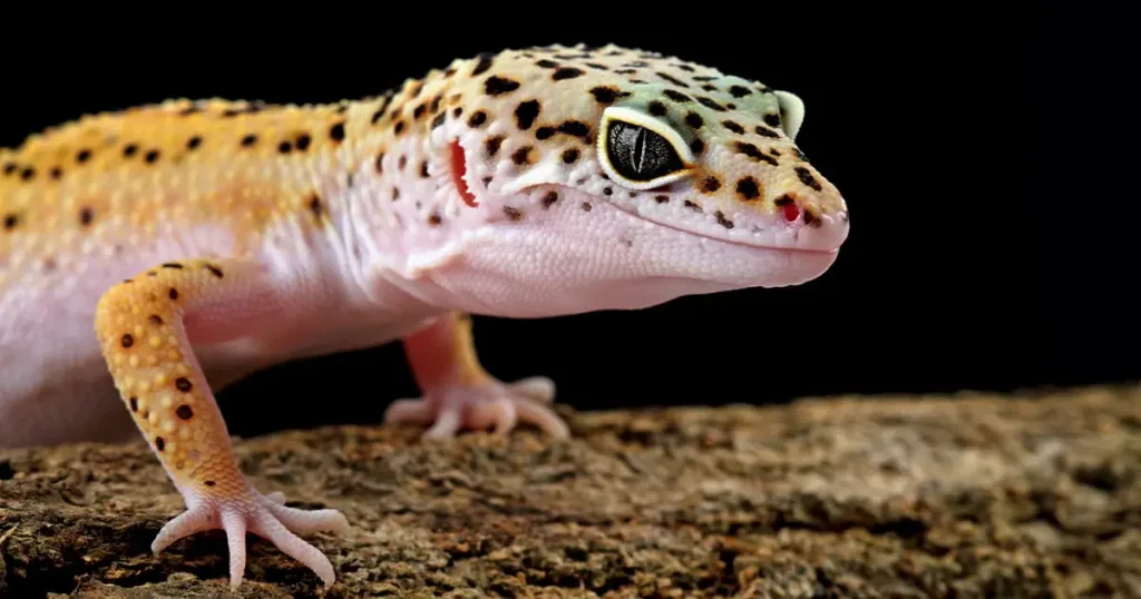Animals that have spots - Leopard Gecko