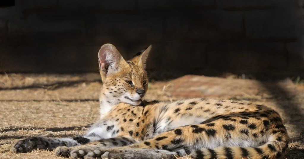 Animals that have spots - Serval