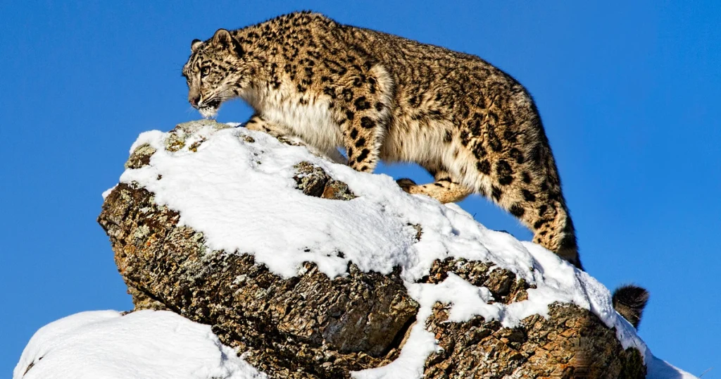 Animals that have spots - Snow Leopard