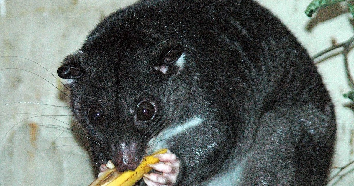 Animals that have spots - Spotted Cuscus