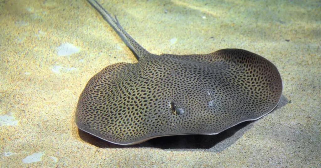 Animals that have spots - Spotted Eagle Ray