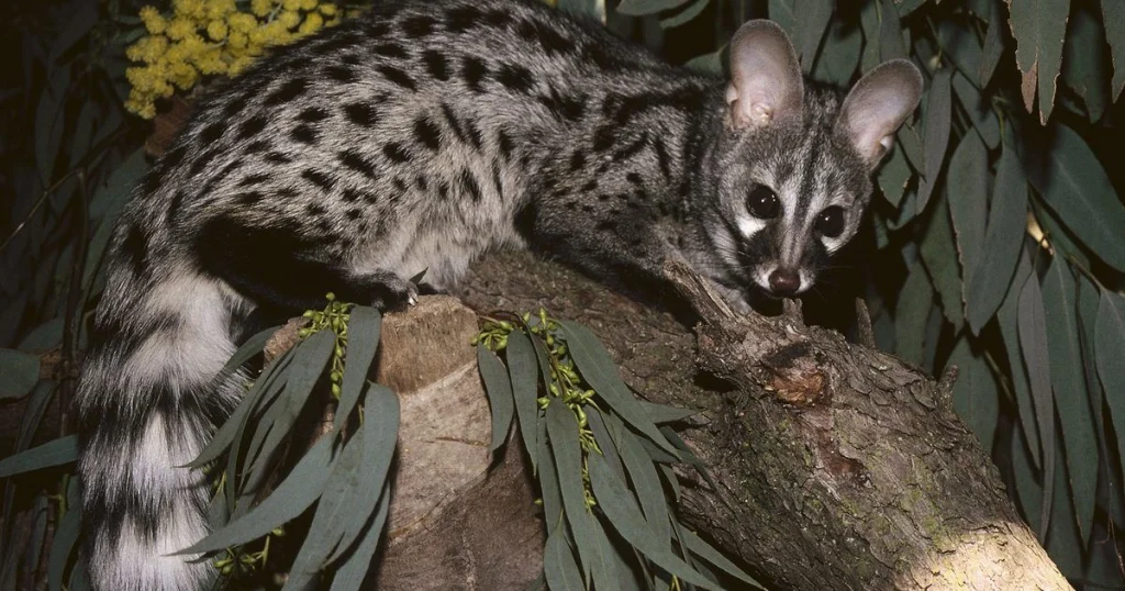 Animals that have spots - Spotted Genet