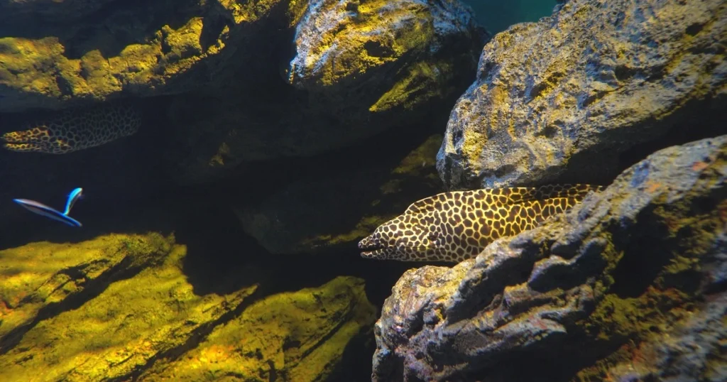 Animals that have spots - Spotted Moray