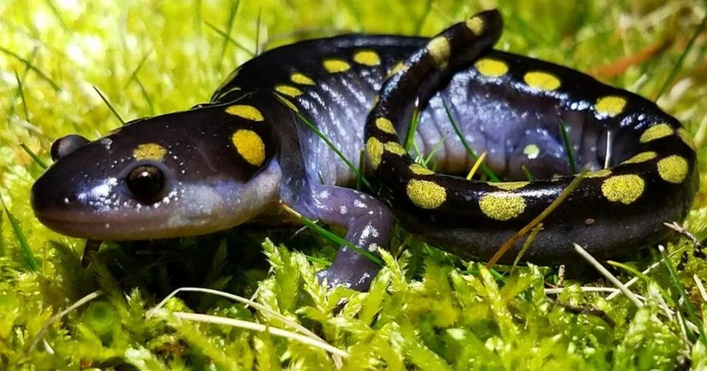 Animals that have spots - Spotted Salamander