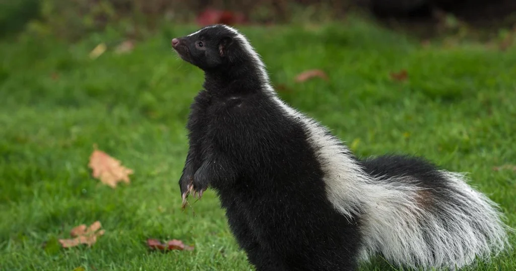 Animals that have spots - Spotted Skunk