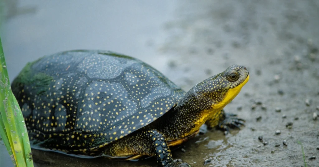 Animals that have spots - Spotted Turtle