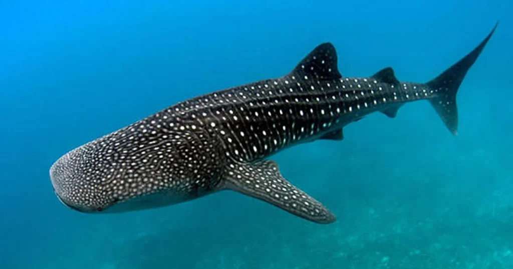 Animals that have spots - Whale Shark