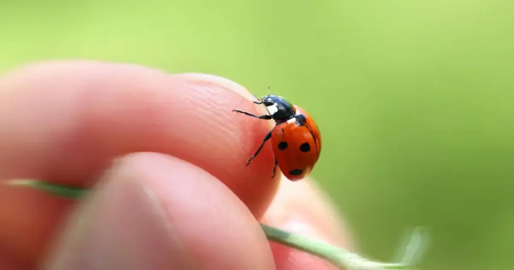 Animals that have spots - ladybug