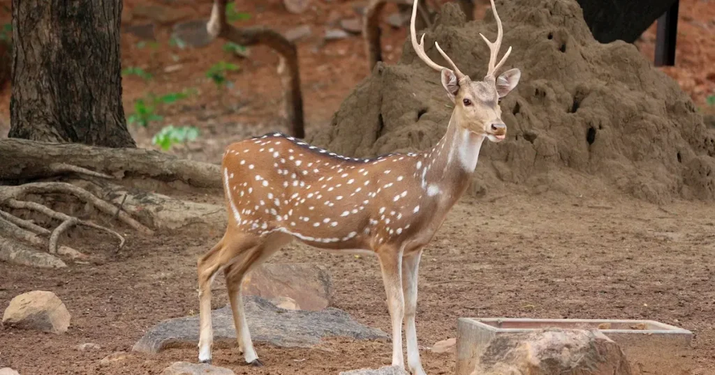 Animals that have spots - spotted deer