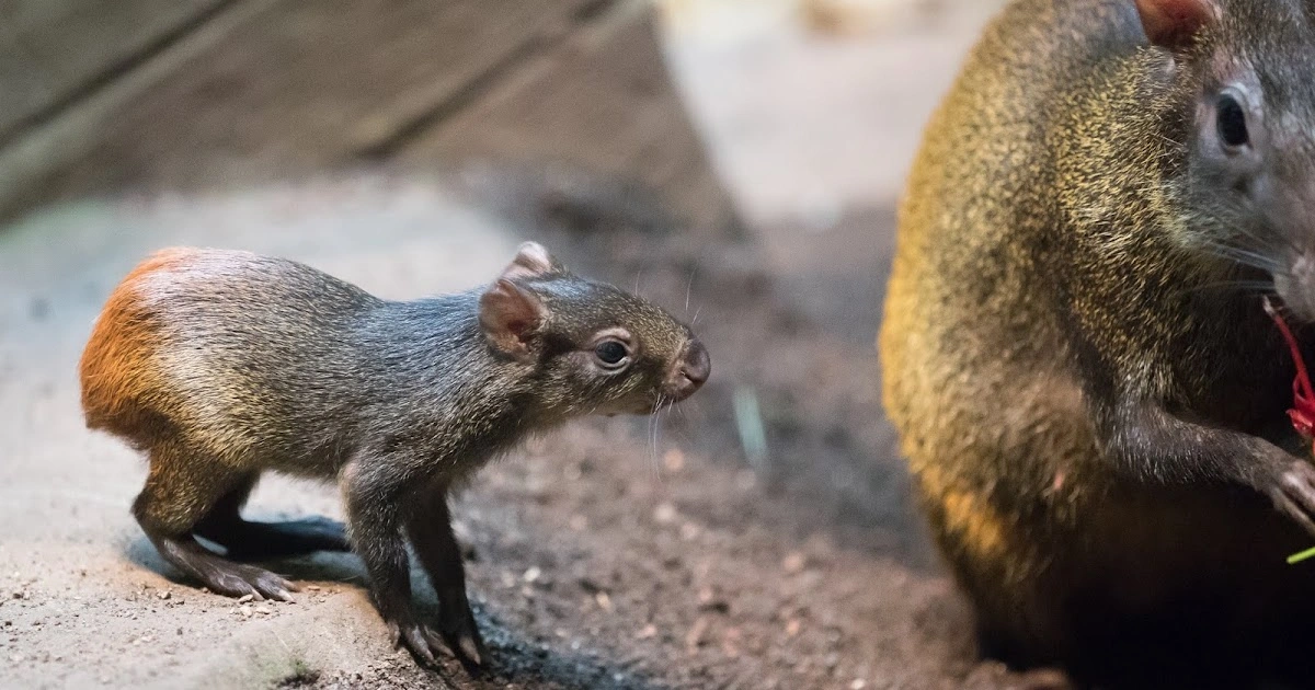 Animals that look like squirrels - Agouti