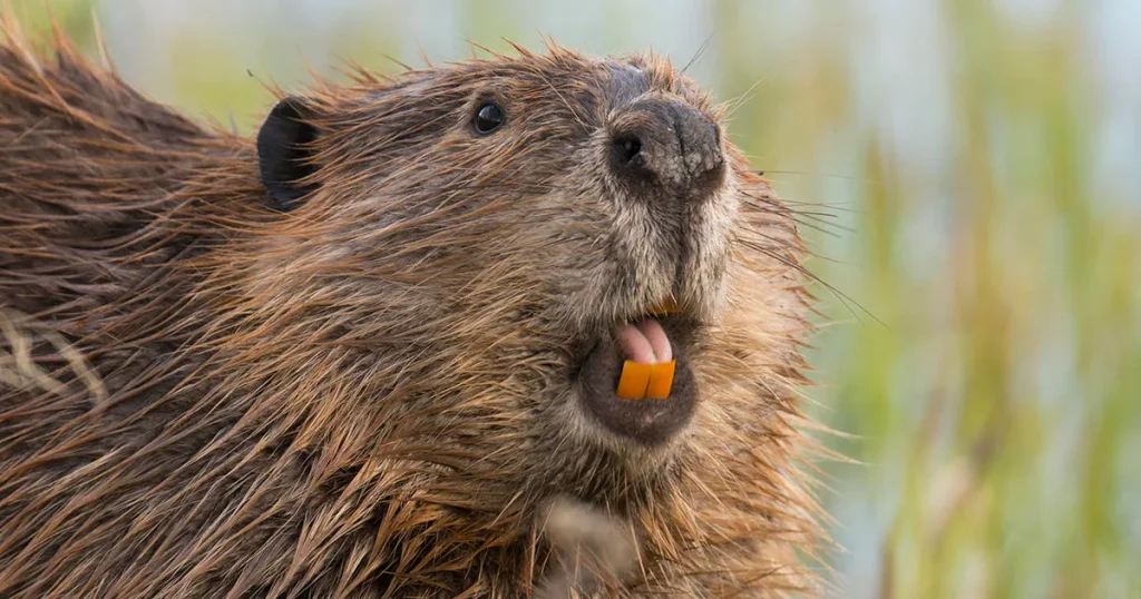 Animals that look like squirrels - Beaver