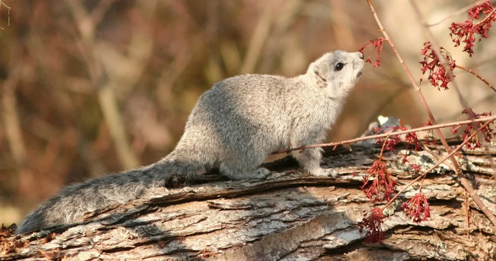 Animals that look like squirrels - Bushy-Tailed Woodrat