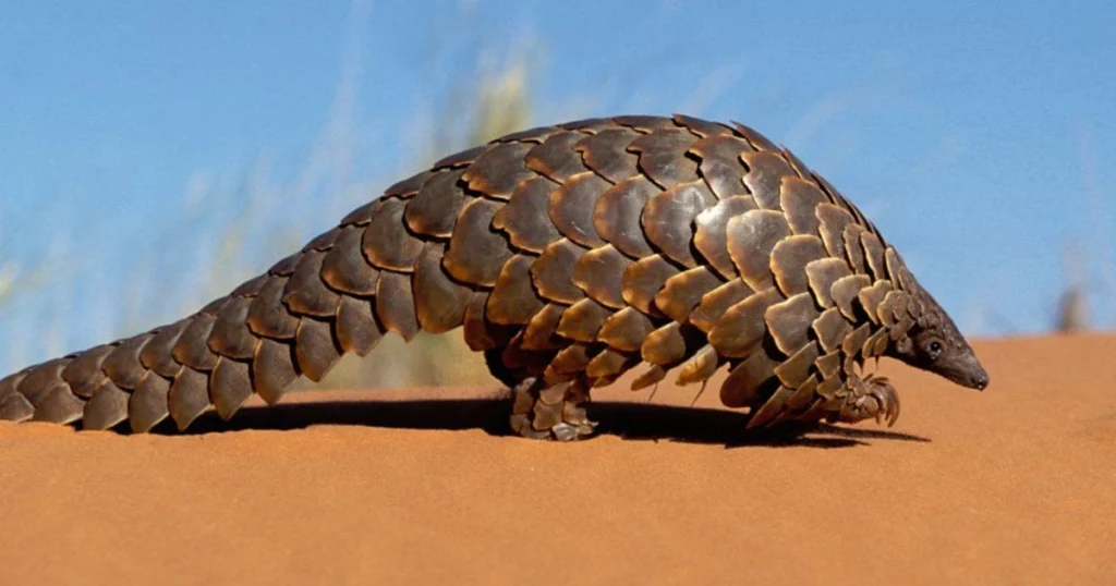 Animals that look like squirrels - Cameroon Scaly-Tail