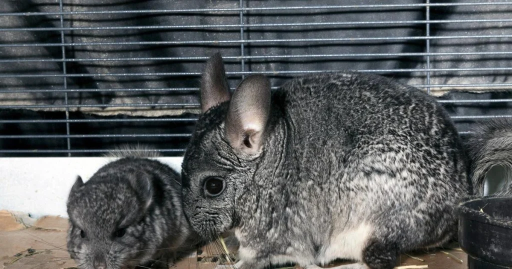 Animals that look like squirrels - Chinchilla