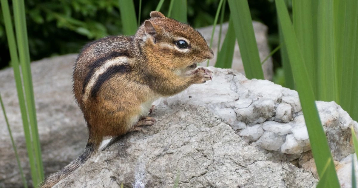Animals that look like squirrels - Chipmunk