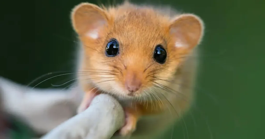 Animals that look like squirrels - Dormouse