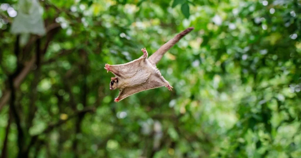 Animals that look like squirrels - Flying Squirrel