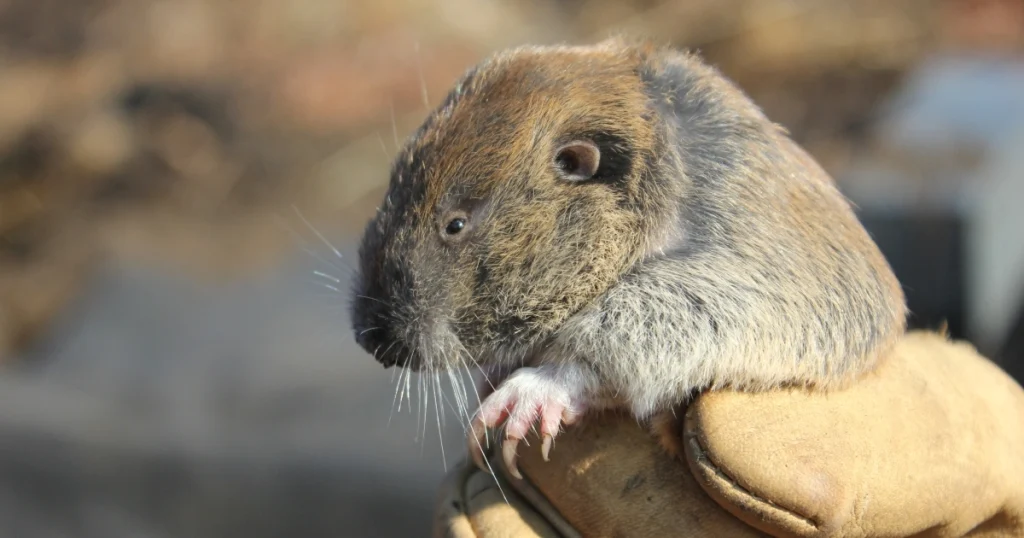 Animals that look like squirrels - Gopher