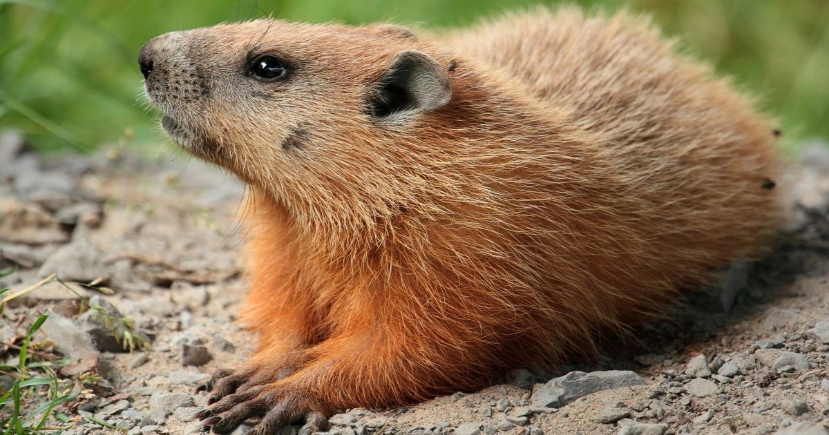 Animals that look like squirrels - Groundhog