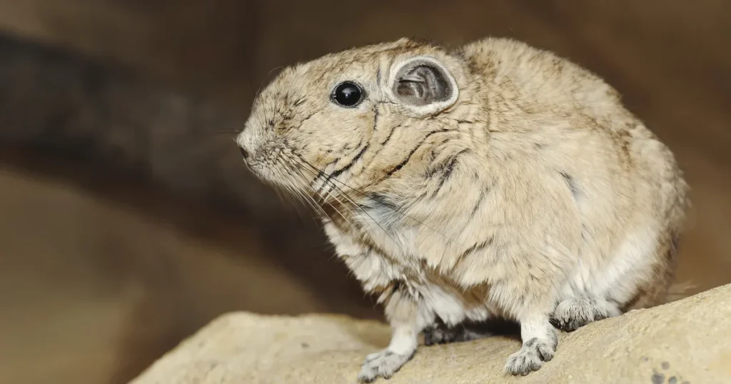 Animals that look like squirrels - Gundi