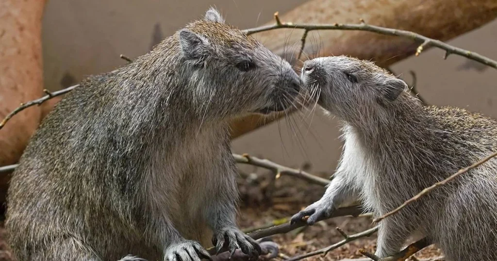 Animals that look like squirrels - Hutia