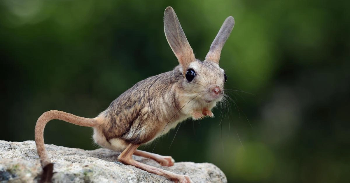 Animals that look like squirrels - Jerboa