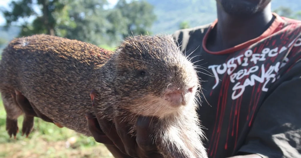 Animals that look like squirrels - Laotian Rock Rat