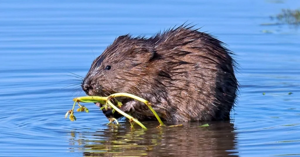 Animals that look like squirrels - Muskrat