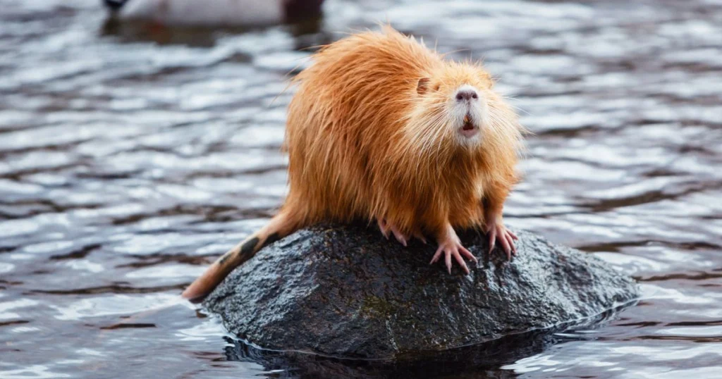 Animals that look like squirrels - Nutria