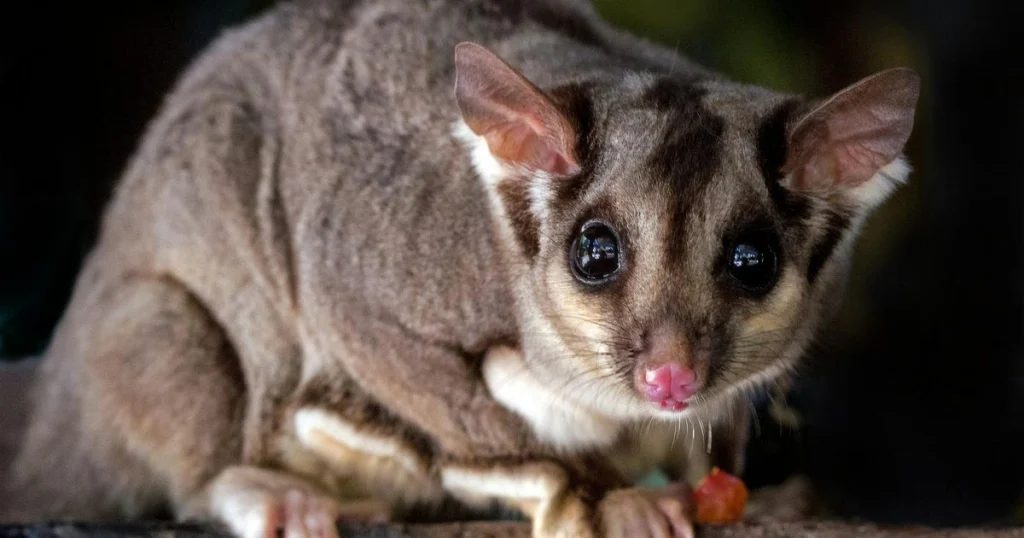 Animals that look like squirrels - Sugar Glider
