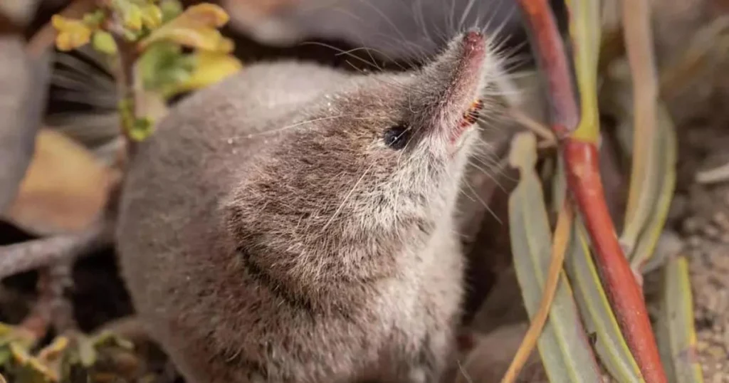 Animals that look like squirrels - Tree Shrew