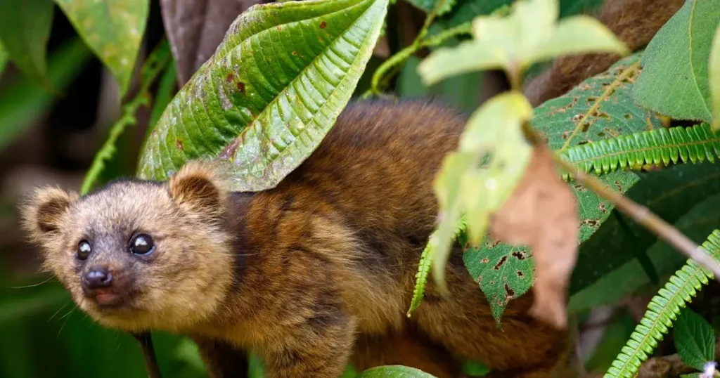 Animals that look like squirrels - Anomalure